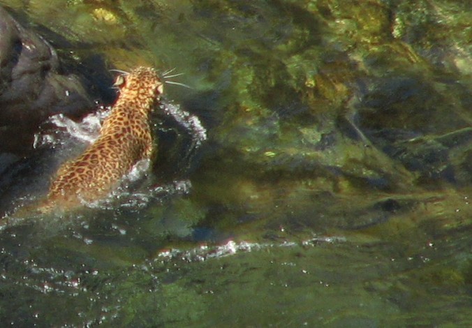 Leopard who crossed our way,and the river.