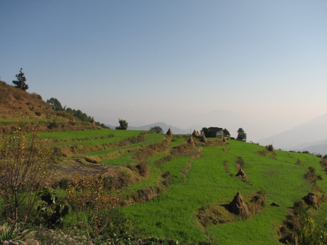 Terraced fields at Gaunap.