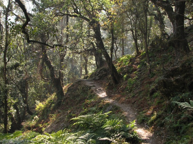 Forests in the Binsar ssnctuary.