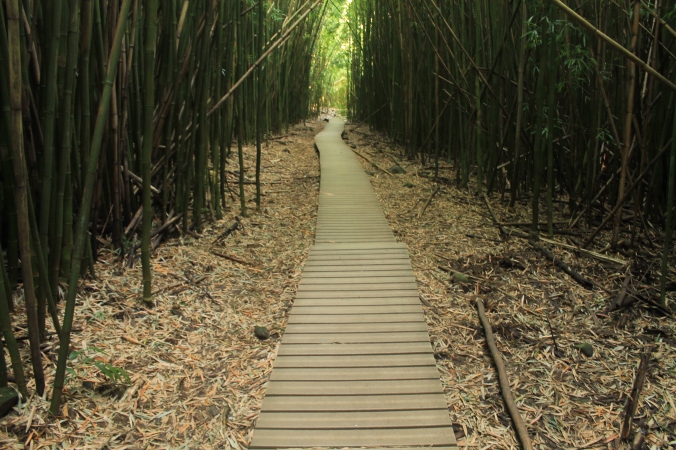 Bamboo forests